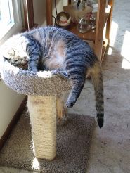 Danglyfootmonkey2020