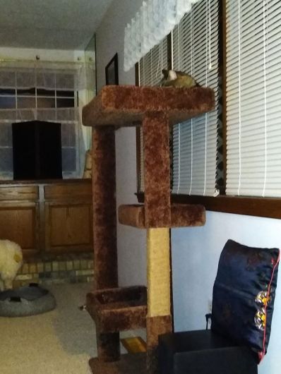 cat tree